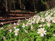 11 Anemoides nemorosa (Anemone dei boschi)